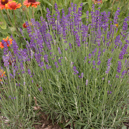 Hidcote Blue Lavender | Vanstone Nurseries