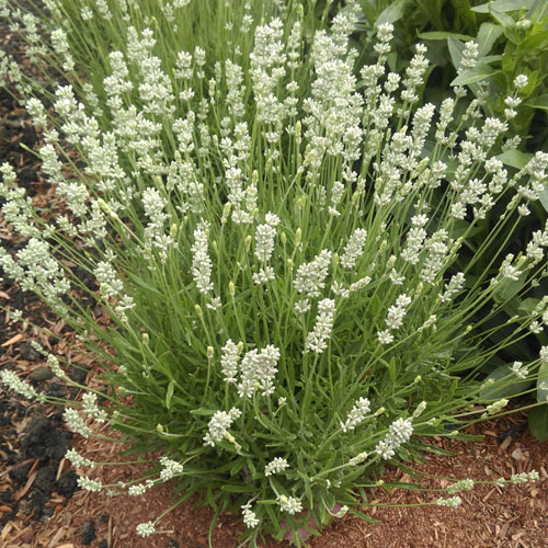 LaDiva Spirit White Lavender