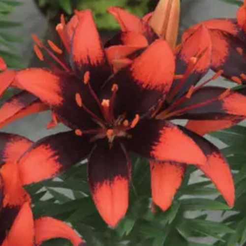 Tiny Ink Asiatic Lily