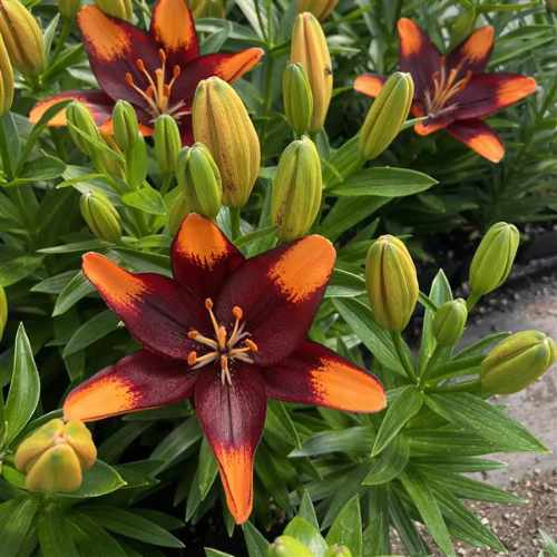 Tiny Lion Asiatic Lily