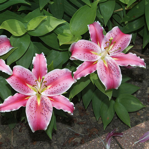 After Eight Oriental Lily