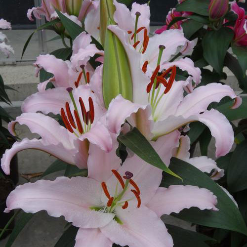 Sunny Bonaire Oriental Lily
