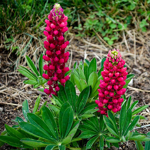 Mini-Gallery Red Lupine