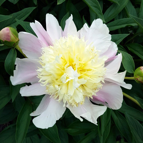 Gentle Kisses Garden Peony