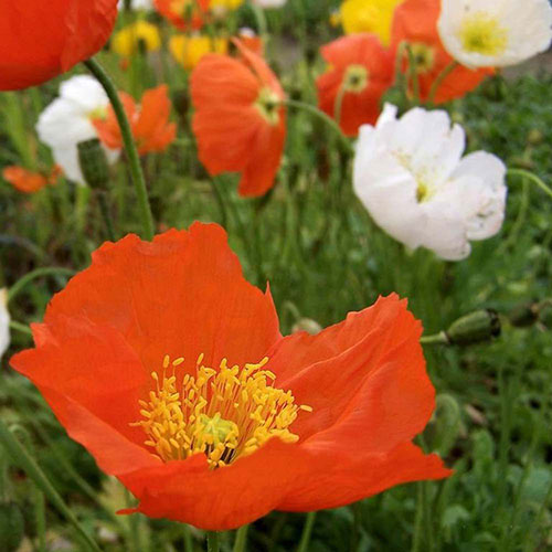 Champagne Bubbles Iceland Poppy