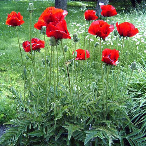 Red Oriental Poppy