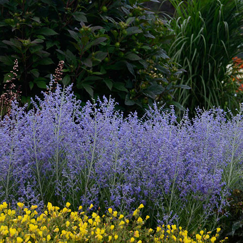 Crazy Blue Russian Sage | Vanstone Nurseries