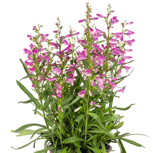 Pristine Princess Pink Beard-Tongue