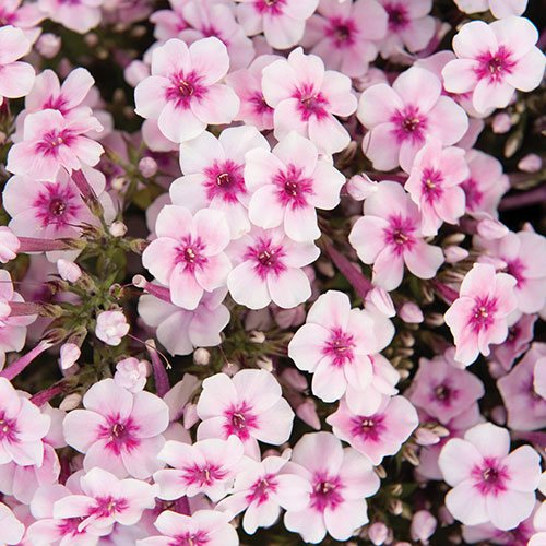 Early® Pink Summer Phlox