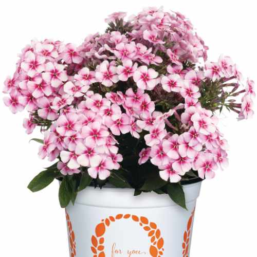 Early&reg; Pink Pinwheel Summer Phlox