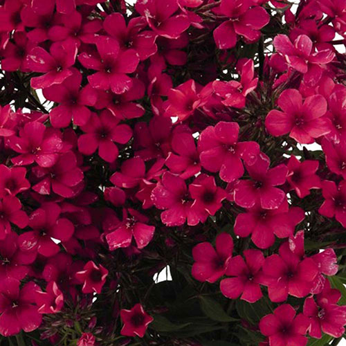 Early® Red Summer Phlox
