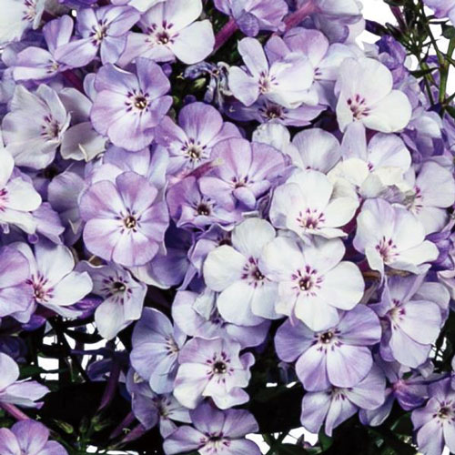 Flame™ Blue Ice Summer Phlox