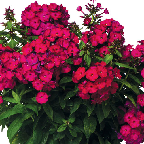 Flame™ Bordeaux Red Summer Phlox
