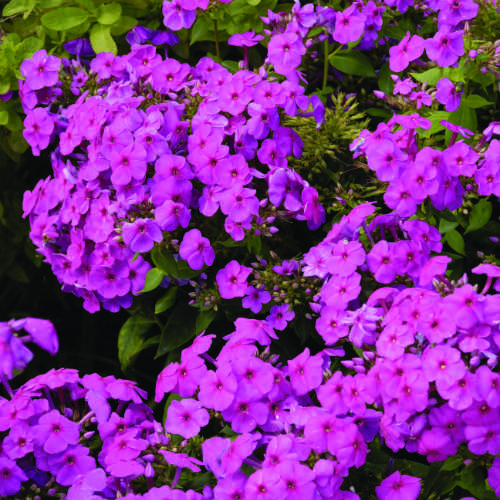 Flame&trade; Pink Summer Phlox