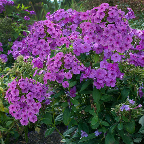 Flame™ Purple Summer Phlox