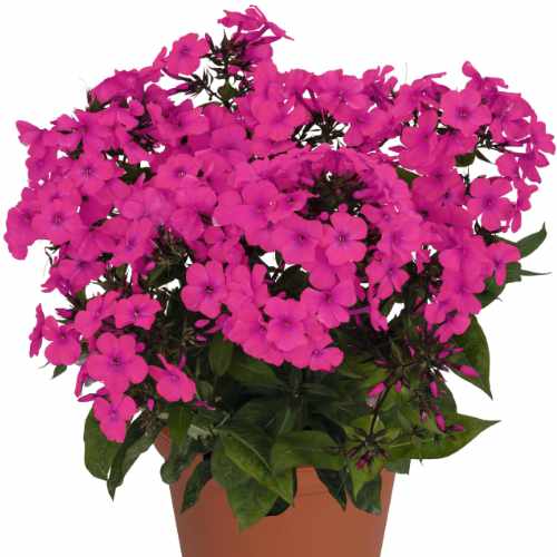 Flame™ Pro Cerise Summer Phlox