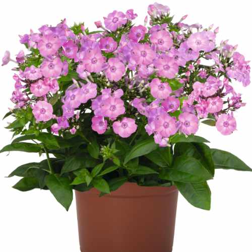 Flame™ Pro Rose Pink Summer Phlox