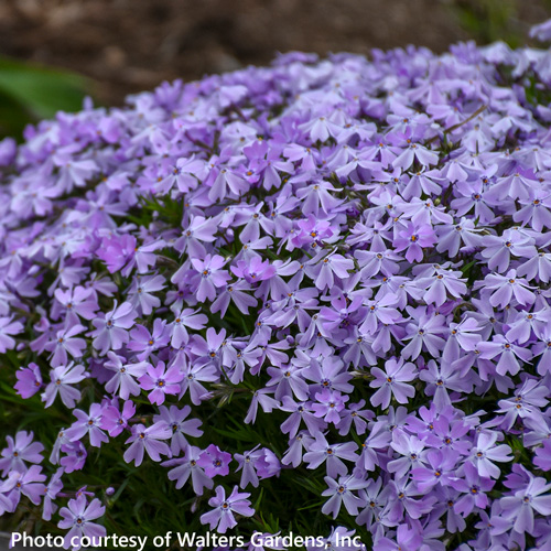 Emerald Blue Moss Phlox