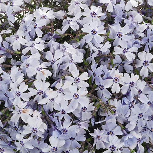 Spring Blue Moss Phlox