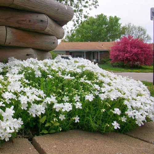 Snowflake Moss Phlox