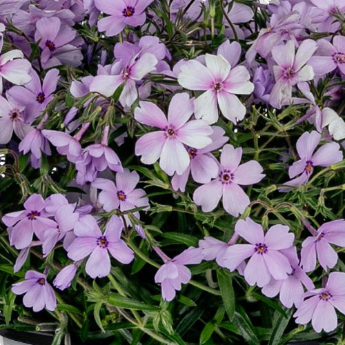 Woodlander™ Periwinkle Moss Phlox