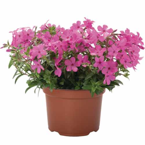 Woodlander&trade; Pink Moss Phlox