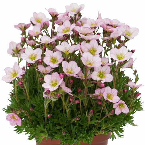 Scenic Appleblossom Mossy Saxifrage