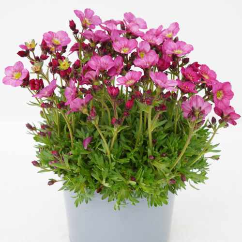 Scenic Pink Mossy Saxifrage