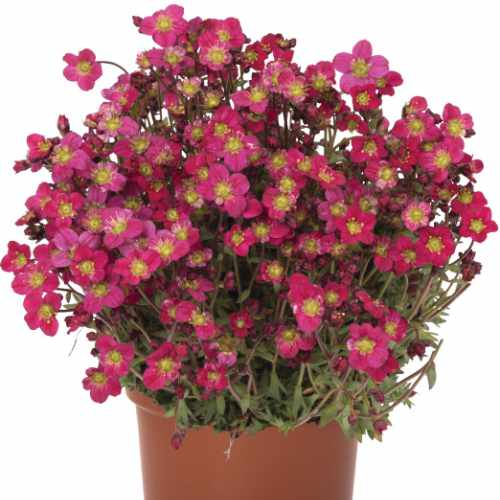 Scenic Red Mossy Saxifrage