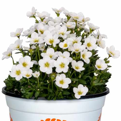 Scenic White Mossy Saxifrage