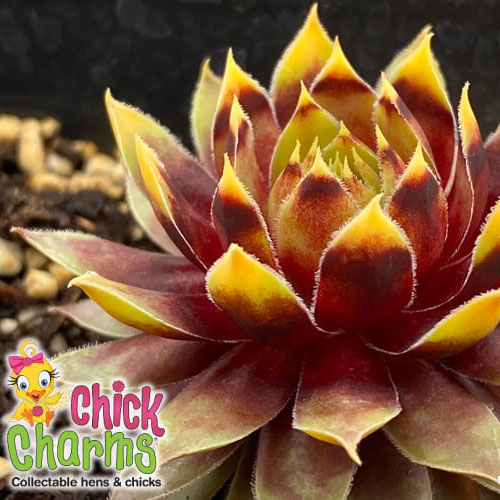 ChickCharms® Gold Rush Hens and Chicks