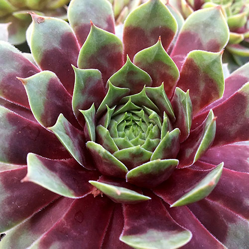 Chick Charms® Watermelon Ripple™ Hens and Chicks