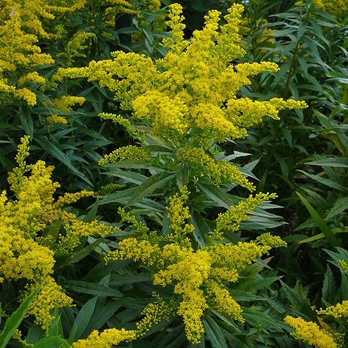 Laurin Goldenrod