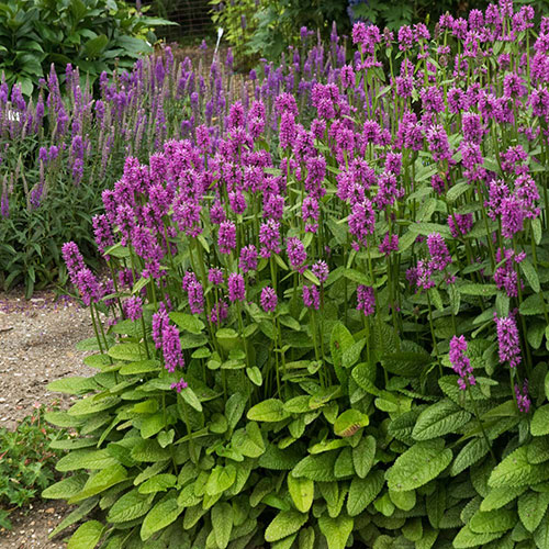 Alpine Betony | Vanstone Nurseries