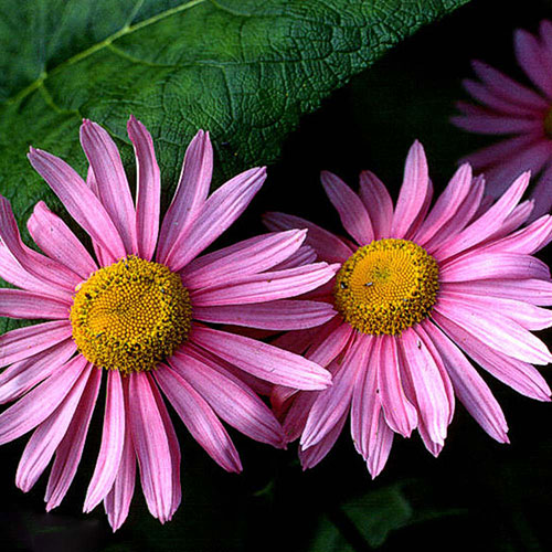 Robinson Pink Painted Daisy
