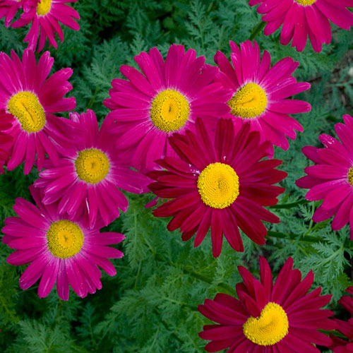 Robinson Red Painted Daisy