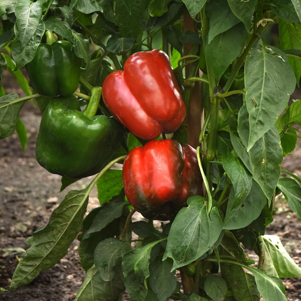 Kickstart™ Bell Pepper