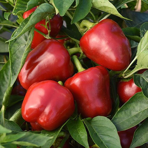 Snackabelle Red Bell Pepper