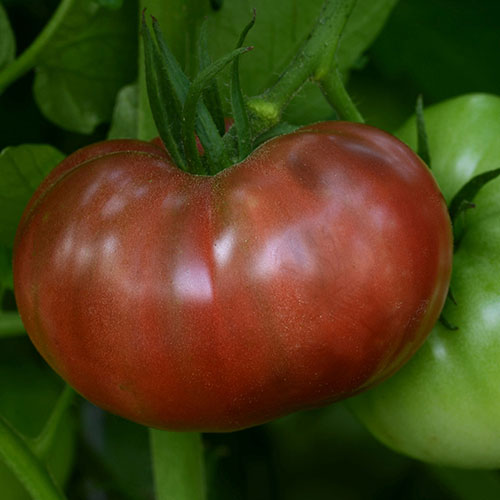 Cherokee Carbon Tomato (Beefsteak)
