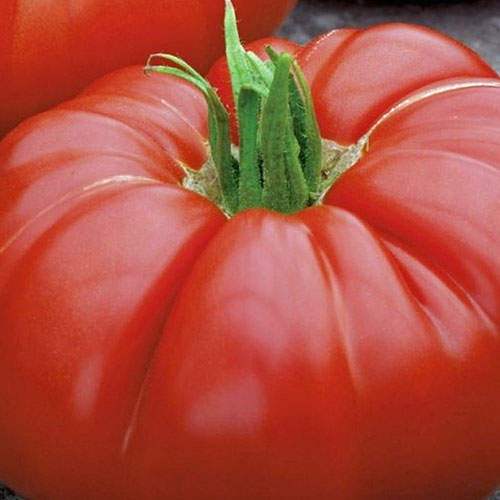 Supersteak Hybrid Tomato (Beefsteak)