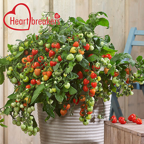 Heartbreakers™ Vallery Red Tomato (Small)