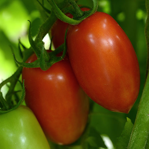 Marzinera Tomato (Paste/Salad)