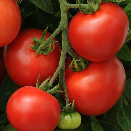 Homeslice Tomato (Slicer)