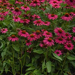 Artisan™ Brilliant Rose Coneflower | Vanstone Nurseries